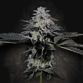 Tropicana Crush > Paradise Seeds